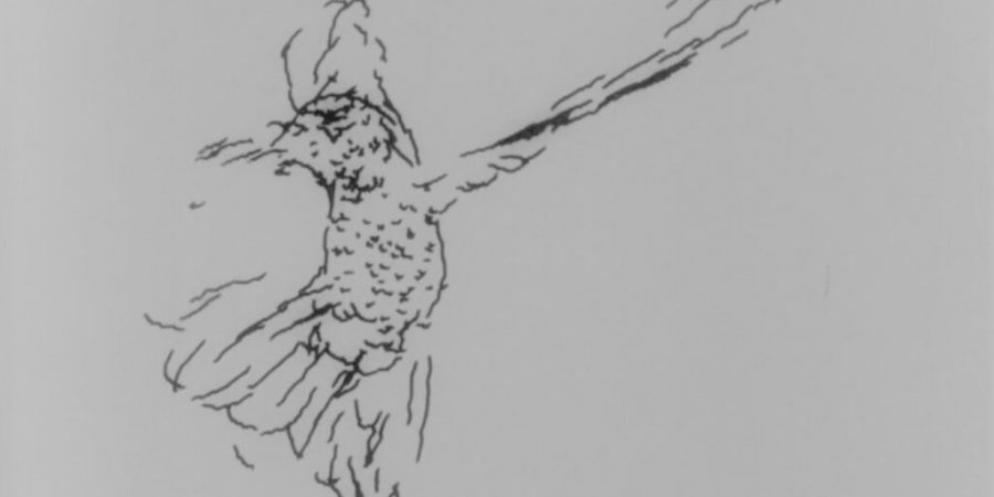 arte-digital-Charles-Csuri-Hummingbird-1024x770